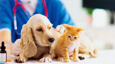 Veterinary Medicine Manufacturer