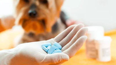 Veterinary Drug Manufacturers