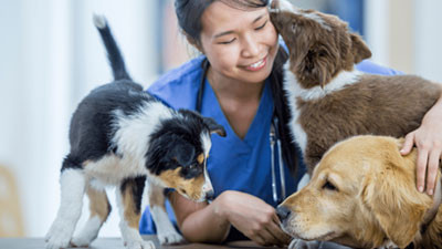 Veterinary Pharma Pcd Companies