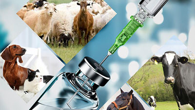 Veterinary Injection Manufacturer